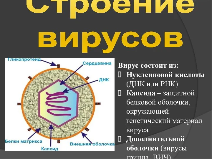 Строение вирусов Вирус состоит из: Нуклеиновой кислоты (ДНК или РНК) Капсида