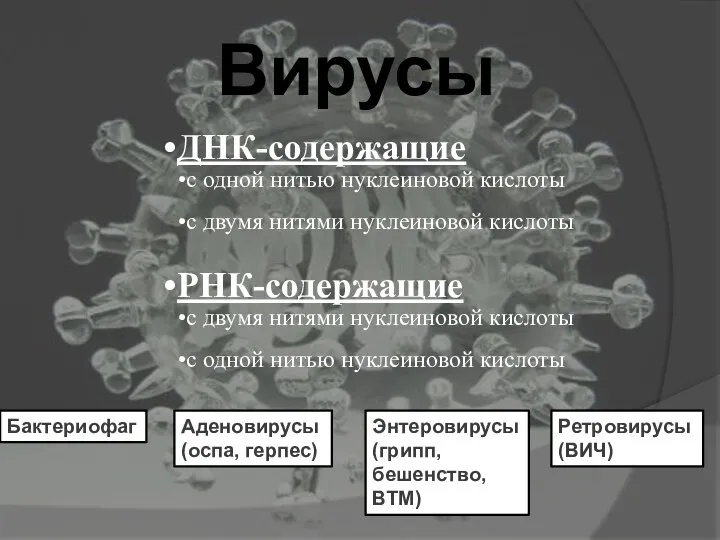 Вирусы Бактериофаг Аденовирусы (оспа, герпес) Энтеровирусы (грипп, бешенство, ВТМ) Ретровирусы (ВИЧ)