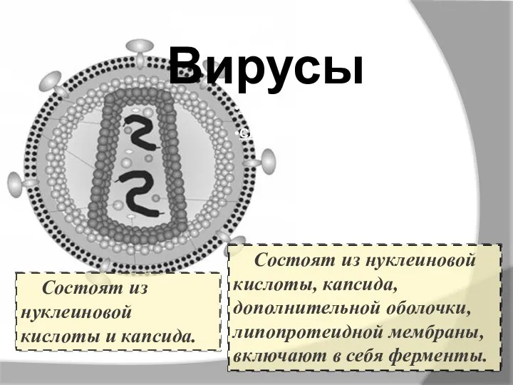 Вирусы Состоят из нуклеиновой кислоты и капсида. Состоят из нуклеиновой кислоты,