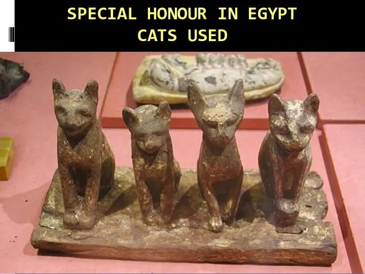 SPECIAL HONOUR IN EGYPT CATS USED