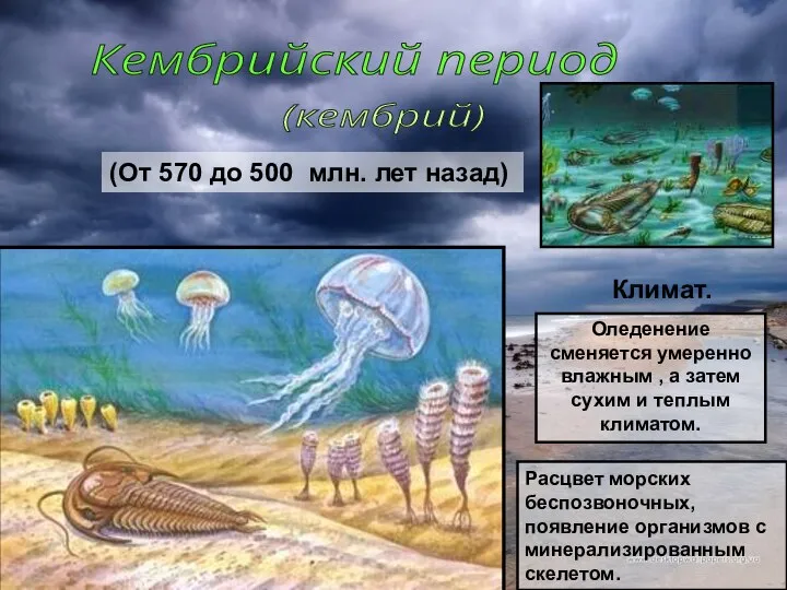 (От 570 до 500 млн. лет назад) Кембрийский период (кембрий) Расцвет