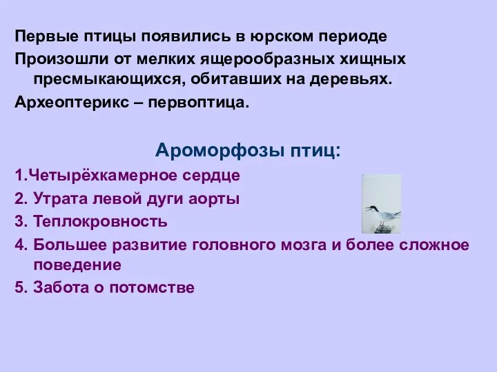 Первые птицы появились в юрском периоде Произошли от мелких ящерообразных хищных