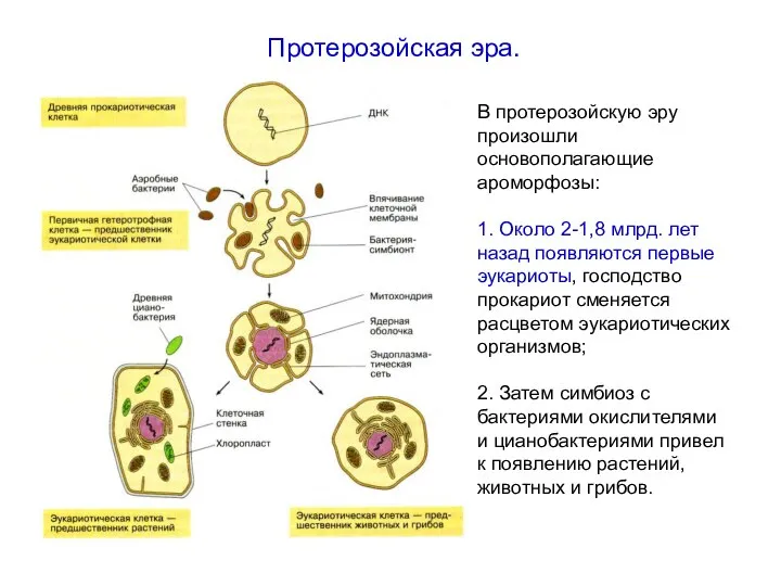В протерозойскую эру произошли основополагающие ароморфозы: 1. Около 2-1,8 млрд. лет