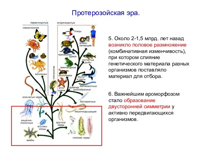 5. Около 2-1,5 млрд. лет назад возникло половое размножение (комбинативная изменчивость),