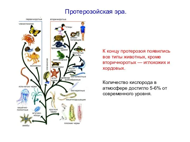 К концу протерозоя появились все типы животных, кроме вторичноротых — иглокожих
