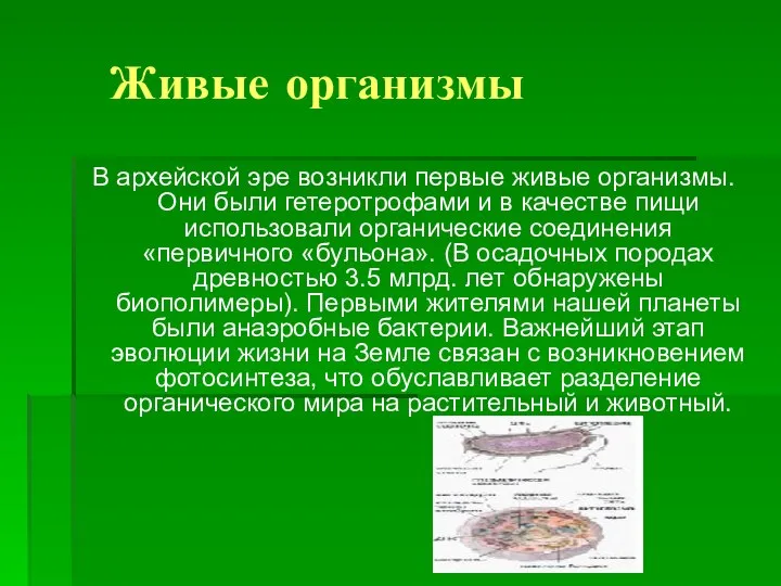 Живые организмы В архейской эре возникли первые живые организмы. Они были