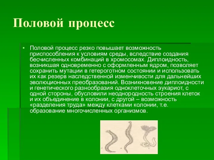 Половой процесс Половой процесс резко повышает возможность приспособления к условиям среды,