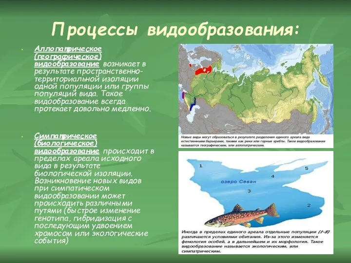 Процессы видообразования: Аллопатрическое (географическое) видообразование возникает в результате пространственно-территориальной изоляции одной