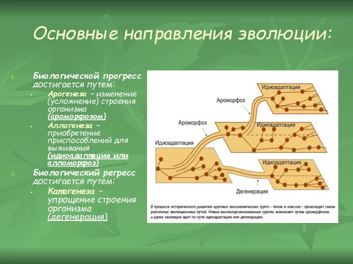 Основные направления эволюции: Биологической прогресс достигается путем: Арогенеза – изменение (усложнение)