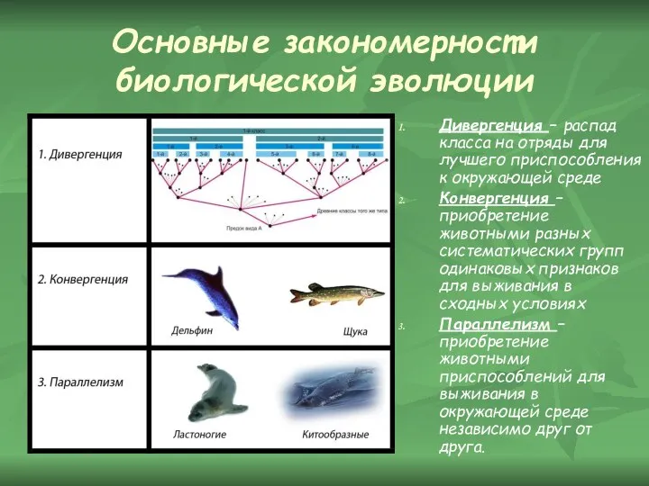 Основные закономерности биологической эволюции Дивергенция – распад класса на отряды для