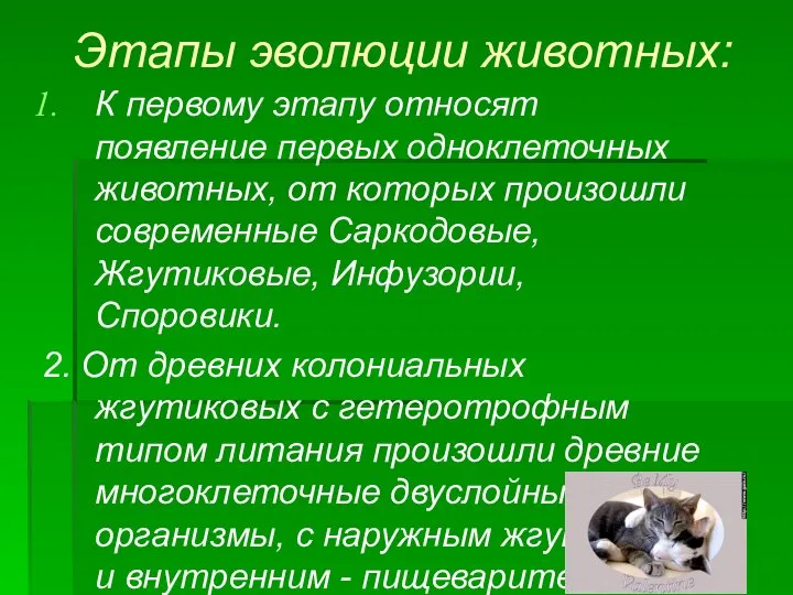 Этапы эволюции животных: К первому этапу относят появление первых одноклеточных животных,