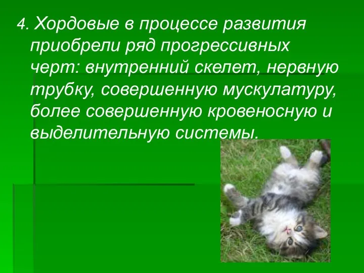 4. Хордовые в процессе развития приобрели ряд прогрессивных черт: внутренний скелет,