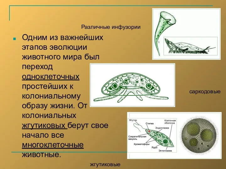 Одним из важнейших этапов эволюции животного мира был переход одноклеточных простейших