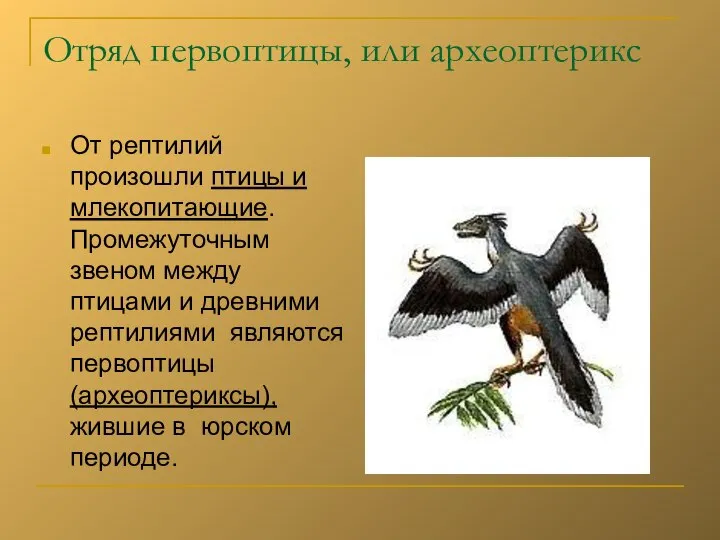 Отряд первоптицы, или археоптерикс От рептилий произошли птицы и млекопитающие. Промежуточным