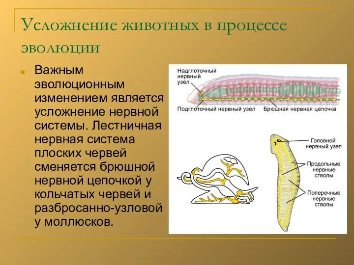 Усложнение животных в процессе эволюции Важным эволюционным изменением является усложнение нервной