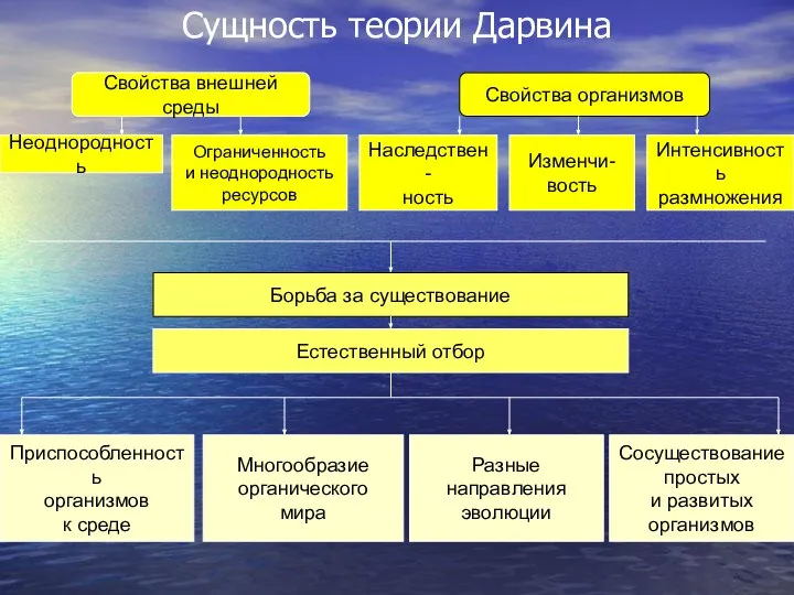 Сущность теории Дарвина Свойства внешней среды Свойства организмов Неоднородность Ограниченность и