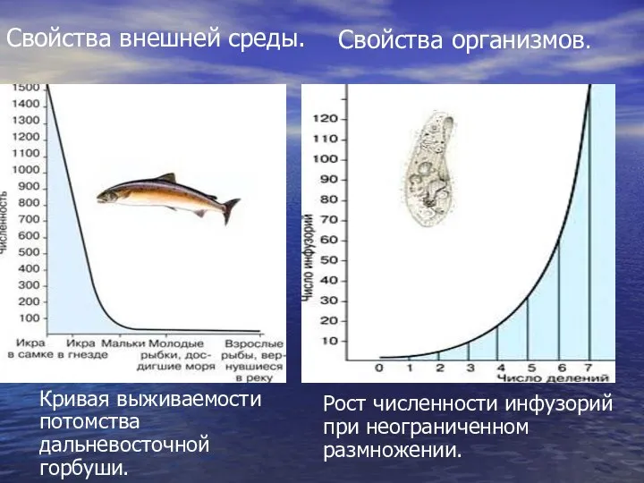 Рост численности инфузорий при неограниченном размножении. Кривая выживаемости потомства дальневосточной горбуши. Свойства внешней среды. Свойства организмов.