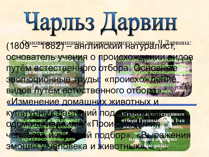 4 3 2 1 Чарльз Дарвин Основные принципы эволюционного учения Ч.Дарвина: