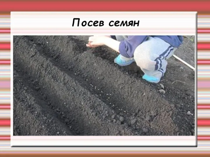 Посев семян