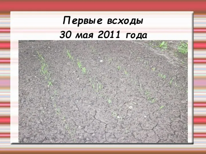 Первые всходы 30 мая 2011 года