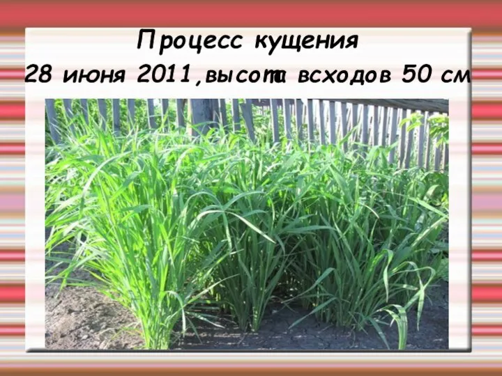 Процесс кущения 28 июня 2011,высота всходов 50 см