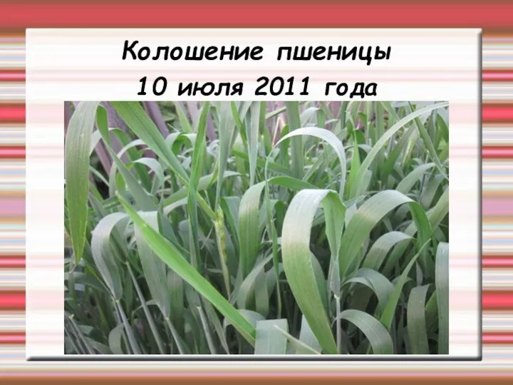 Колошение пшеницы 10 июля 2011 года