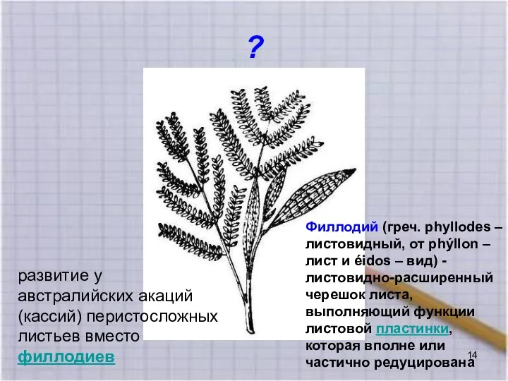 ? развитие у австралийских акаций (кассий) перистосложных листьев вместо филлодиев Филлодий