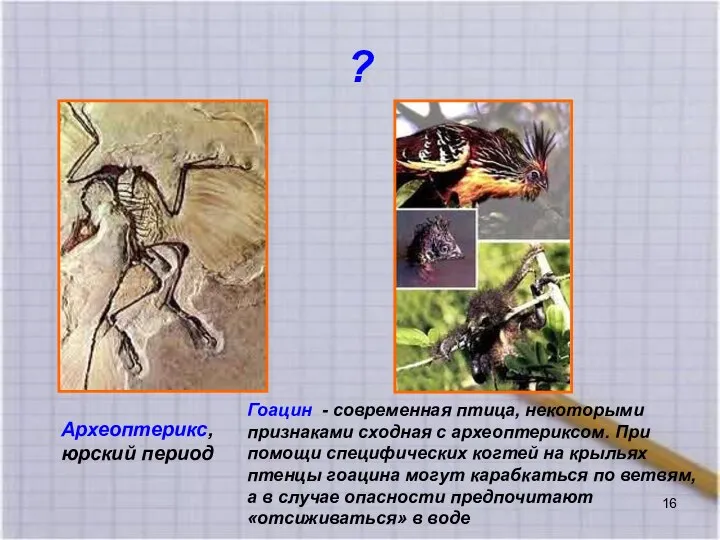 ? Археоптерикс, юрский период Гоацин - современная птица, некоторыми признаками сходная