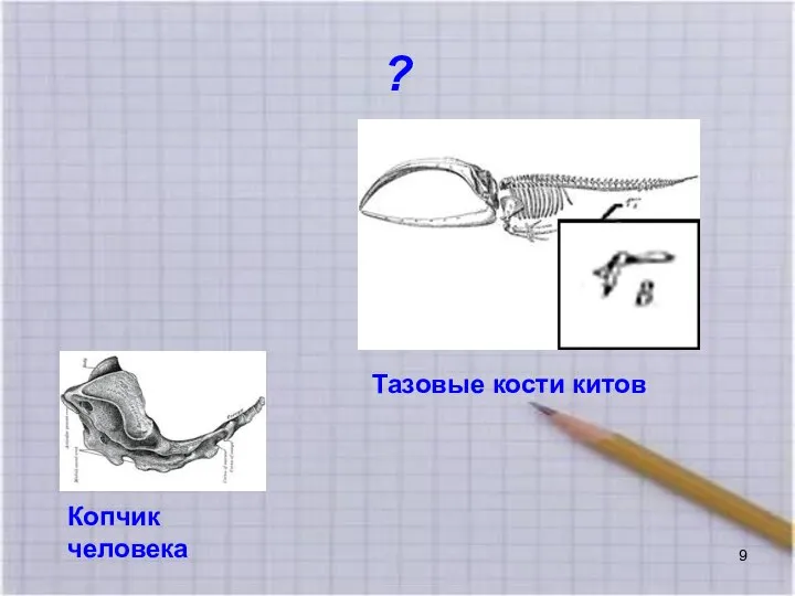 ? Копчик человека Тазовые кости китов