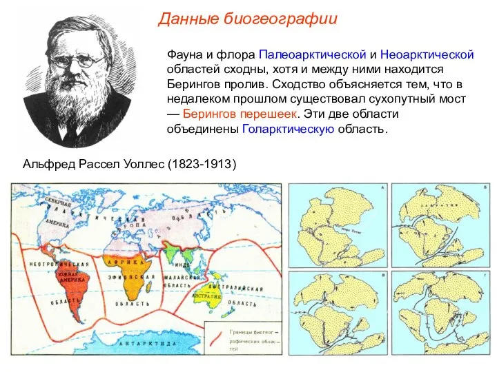 Данные биогеографии Фауна и флора Палеоарктической и Неоарктической областей сходны, хотя