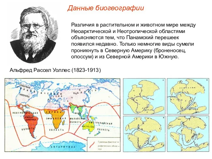 Данные биогеографии Различия в растительном и животном мире между Неоарктической и