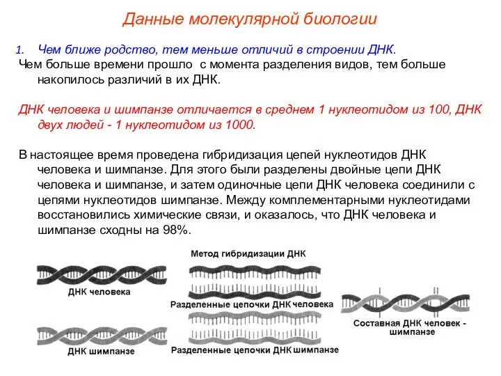 Чем ближе родство, тем меньше отличий в строении ДНК. Чем больше