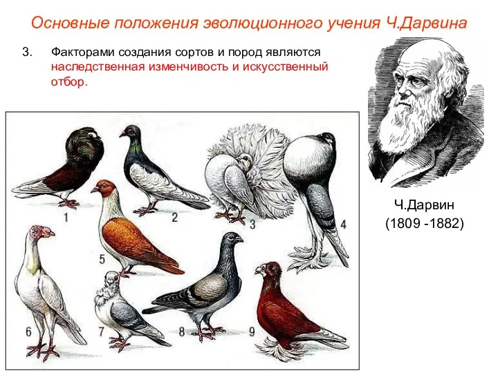 Основные положения эволюционного учения Ч.Дарвина Ч.Дарвин (1809 -1882) Факторами создания сортов