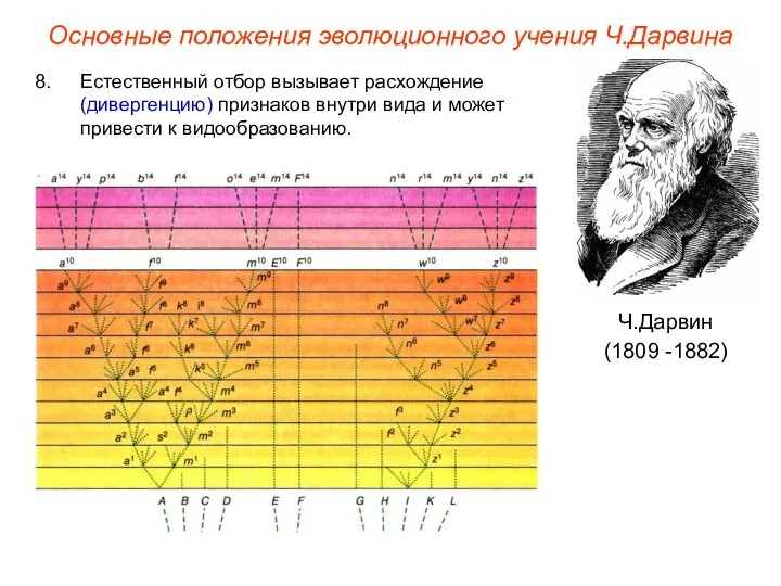 Основные положения эволюционного учения Ч.Дарвина Ч.Дарвин (1809 -1882) Естественный отбор вызывает