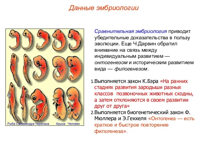 Сравнительная эмбриология приводит убедительные доказательства в пользу эволюции. Еще Ч.Дарвин обратил