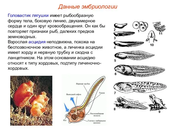 Головастик лягушки имеет рыбообразную форму тела, боковую линию, двукамерное сердце и