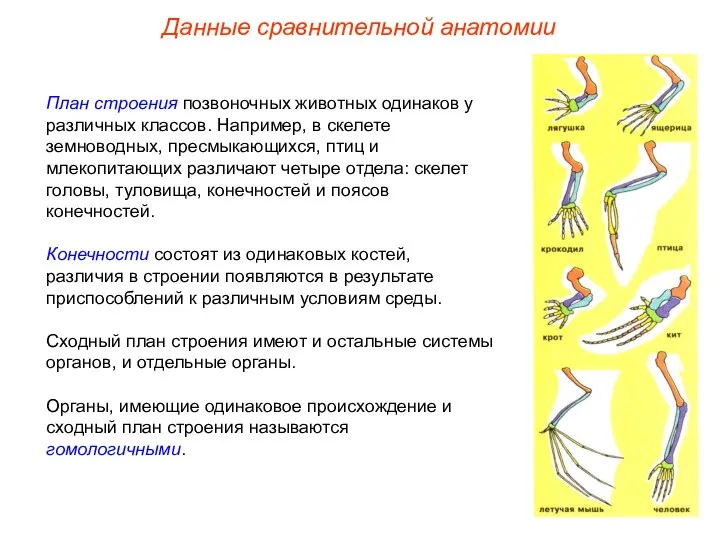 План строения позвоночных животных одинаков у различных классов. Например, в скелете