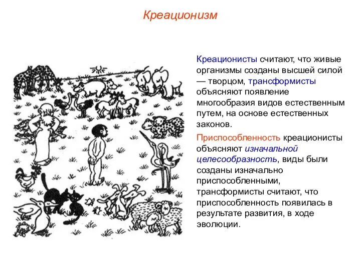 Креационизм Креационисты считают, что живые организмы созданы высшей силой — творцом,