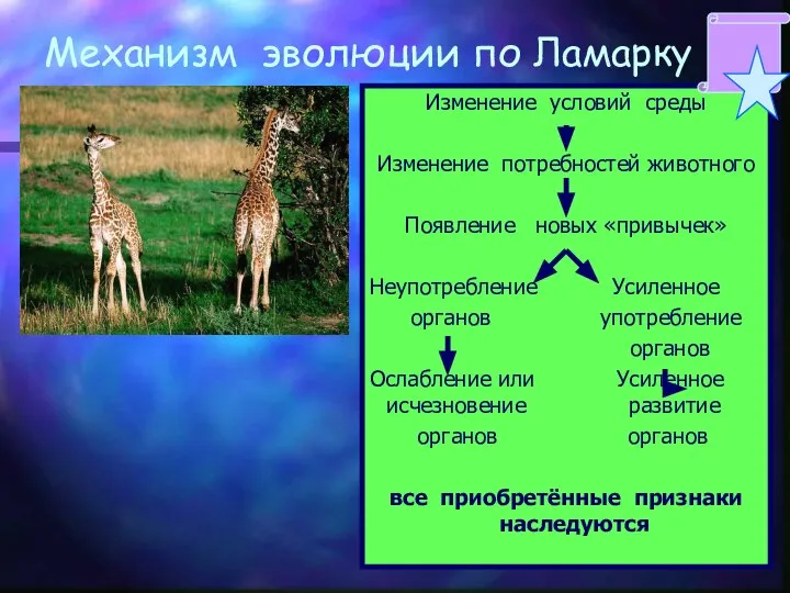 Механизм эволюции по Ламарку Изменение условий среды Изменение потребностей животного Появление