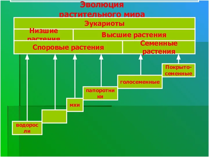 Эволюция растительного мира папоротники мхи голосеменные Покрыто- семенные водоросли Эукариоты Низшие