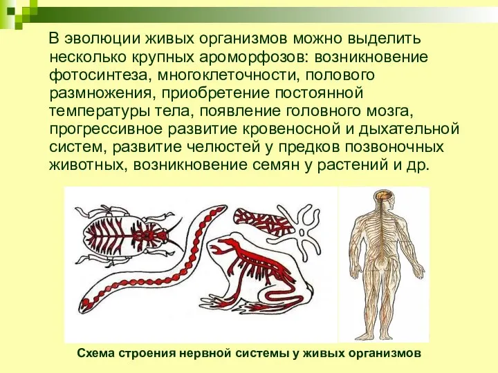 В эволюции живых организмов можно выделить несколько крупных ароморфозов: возникновение фотосинтеза,