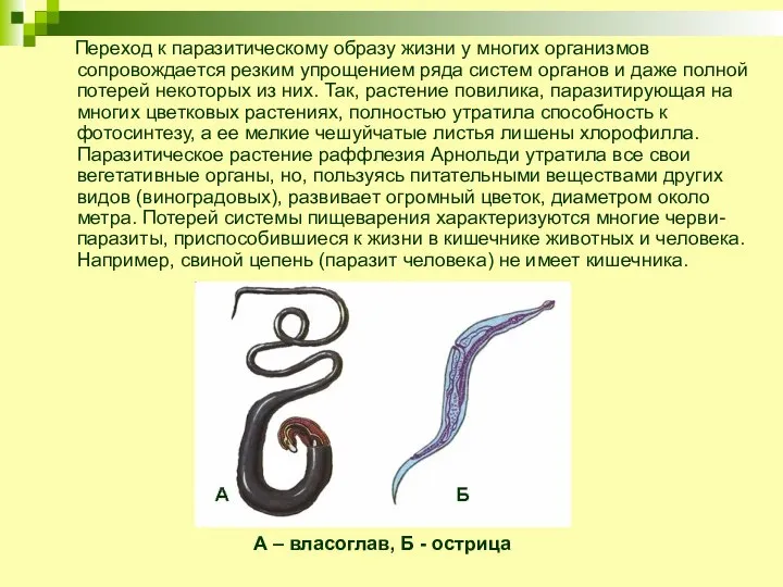 Переход к паразитическому образу жизни у многих организмов сопровождается резким упрощением