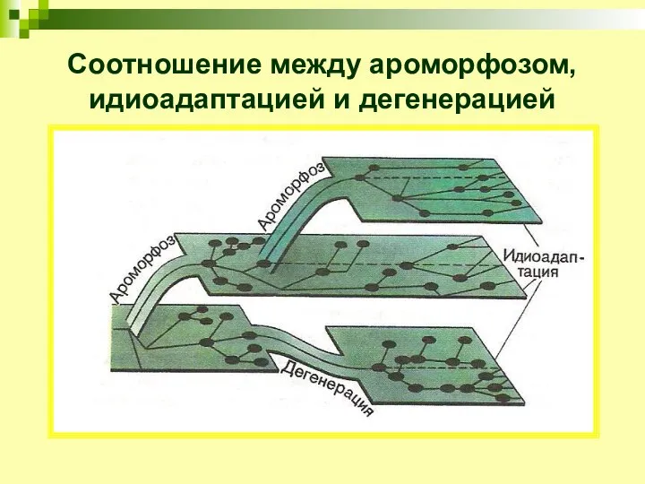 Соотношение между ароморфозом, идиоадаптацией и дегенерацией