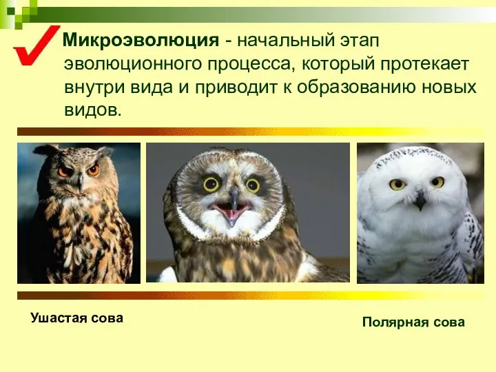 Микроэволюция - начальный этап эволюционного процесса, который протекает внутри вида и