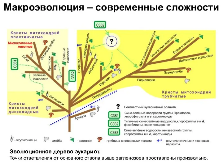 Макроэволюция – современные сложности Эволюционное дерево эукариот. Точки ответвления от основного ствола выше эвгленозоев проставлены произвольно.