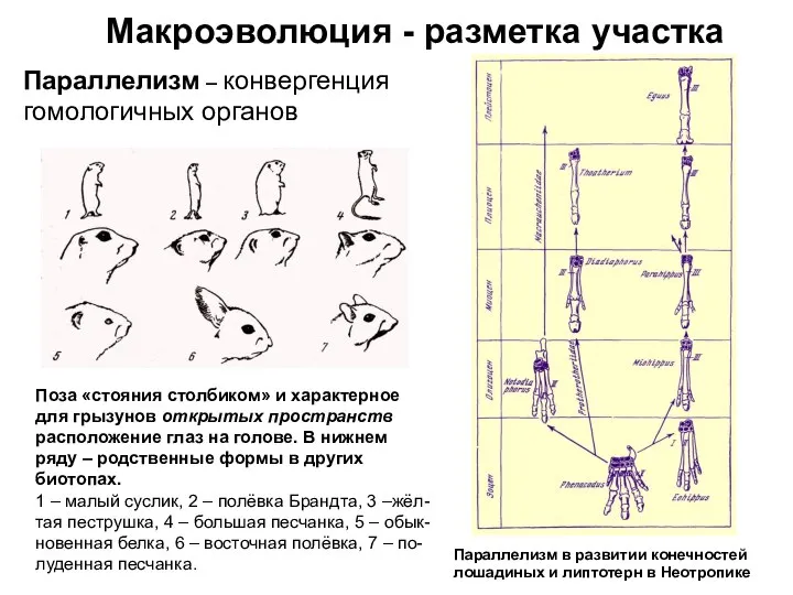 Макроэволюция - разметка участка Параллелизм – конвергенция гомологичных органов Поза «стояния