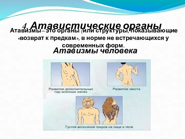 4. Атавистические органы Атавизмы– это органы (или структуры, показывающие «возврат к