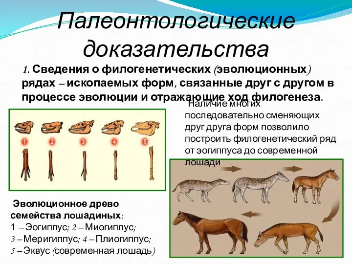 Палеонтологические доказательства 1. Сведения о филогенетических (эволюционных) рядах – ископаемых форм,