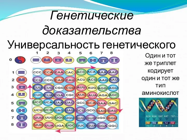 Генетические доказательства Универсальность генетического кода Один и тот же триплет кодирует