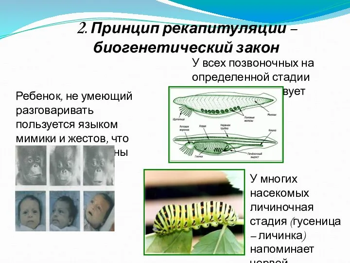 2. Принцип рекапитуляции – биогенетический закон Ребенок, не умеющий разговаривать пользуется